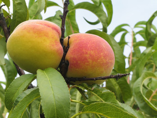 Red peaches hanging on the tree . Tuscany, Italy