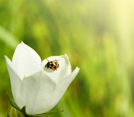 ladybird white flower