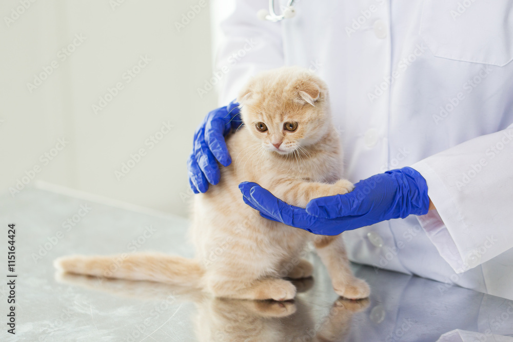 Sticker close up of vet with scottish kitten at clinic