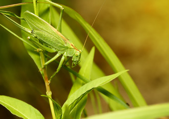 The green grasshopper sits in a grass and the nature animals looks in a chamber macro insects