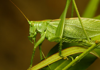 The green grasshopper sits in a grass and the nature animals looks in chamber macro insects