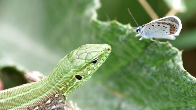 Lizard and Butterfly