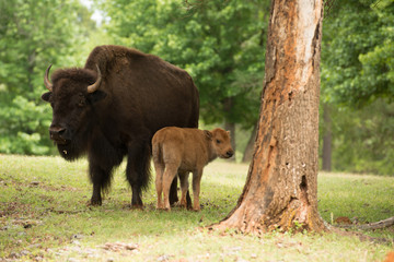 Mother buffalo bison with calf