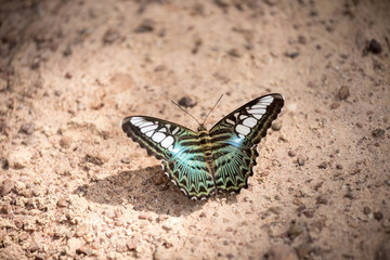 Clipper (Parthenos sylvia apicalis): Tropical Nymphalidae live b