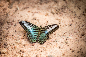 Clipper (Parthenos sylvia apicalis): Tropical Nymphalidae live b