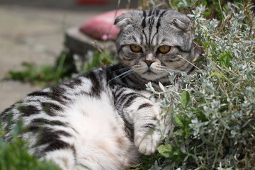 British Shorthair kitten