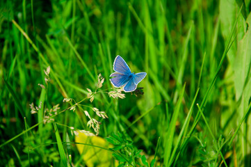 butterfly