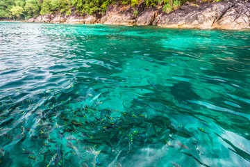 Holiday in Koh Lipe Thailand - Fish feeding with blur background during raining