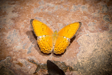 Cirrochroa tyche mithila Moore, 1872 : Common Yeoman on rock flo