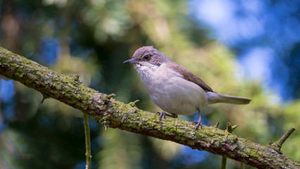 A Lesser whitethroat sitting in the sunshine on a branch
