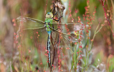 A emperor dragonfly sitting in the grass
