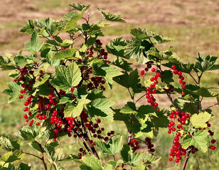 red currant bush in the garden