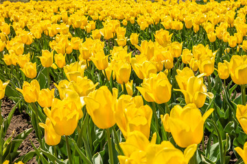 Group of yellow tulips in the park.