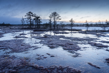 Sunrise in the bog. Icy cold marsh. Frosty ground. Swamp lake and nature. Freeze temperatures in moor. Blue fen. Muskeg natural environment. Sediment trees and frozen water.