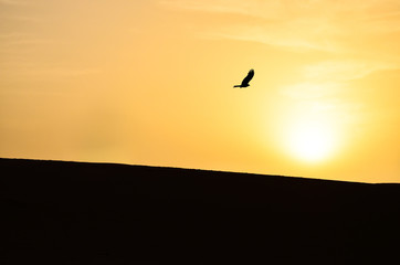 Fototapeta na wymiar Silhouette of an Isolated Eagle Hovering Over Sand Dunes in the Sahara