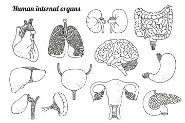 Human internal organs vector set - obrazy, fototapety, plakaty