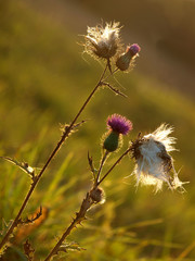 Cirsium arvense flowers after flowering in the sunset light