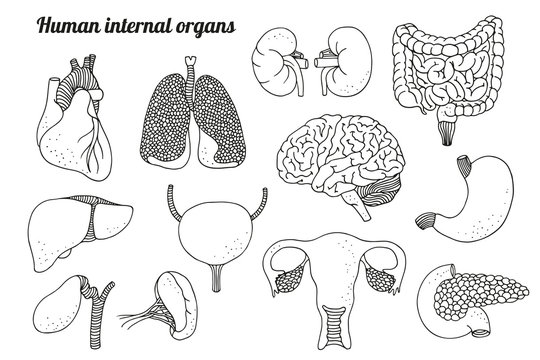 Human internal organs vector set