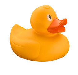 Yellow rubber duck on white background