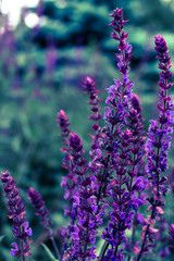 Fioletowa łąka © Cyfrowe_cuda