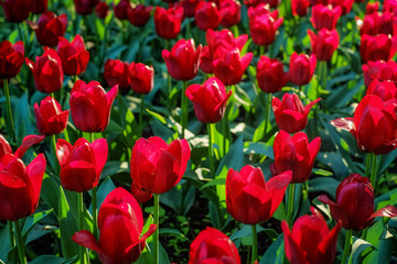 Red tulips glowing in backlight in sunny morning