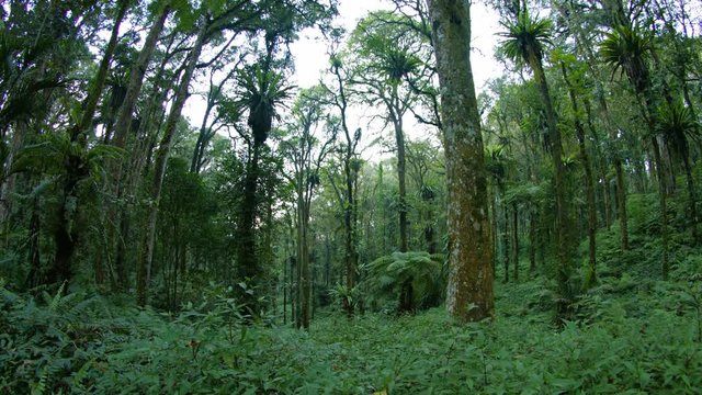 Many tall trees in a tropical, forest wilderness, with parasitic plants clinging to their trunks. Taken in fisheye view, with sound. Video 3840x2160