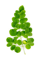 Moringa leaf in flat top image on isolated white background