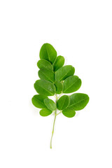 Moringa leaf in flat top image on isolated white background