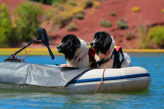 Landseer dog rescue