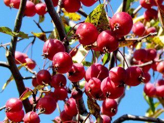 Thornhill the wild apples 2015