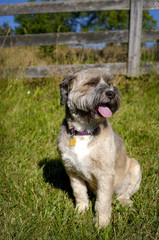 Handsome little bearded mutt sitting in green grass lawn panting looking right with decorative fence behind, vertical