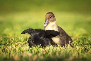 Little duckling with a rabbit in summer