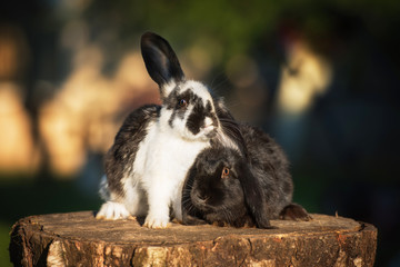 Two rabbits in the yard