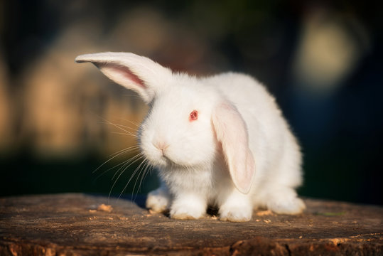 Funny fold albino rabbit with red eye