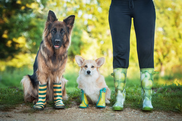 Two dogs with its owner wearing a rubber boots and are ready for walk in the rain and mud