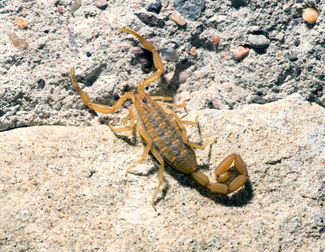 Bark Scorpion - Centruroides exilicauda (formerly C. sculpturatu