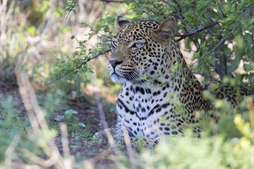 Beautiful large male leopard walking in nature hunting