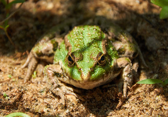 Green pond frog on the sand
