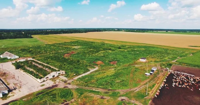 Flying on a Drone in the Field of Cows and Orchards