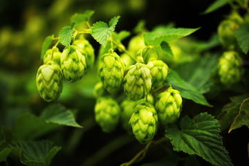 green hop branches