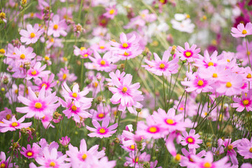Cosmos flower field