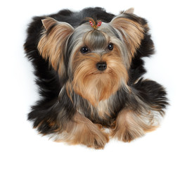 One dog with haircut