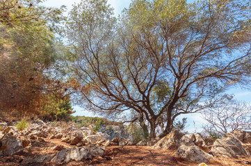 Forest Fire Aftermath in Sicily, Italy