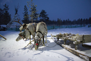 Sami reindeer team in the Sami tent polar night © VPales
