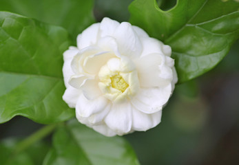 Bloom Jasmine, Jasmine stacked, Flowers that have a wedge fragrant much as symbols represent the purity in the mother's day