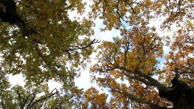 Vista desde abajo en plano nadir de las copas de robles oto&ntilde;ales
