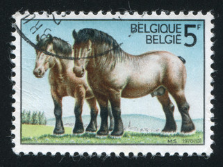 Ardennes Draft Horses