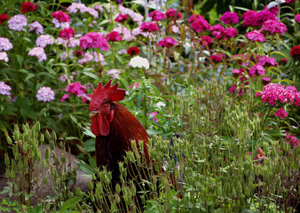 rooster walking in the flower garden © jolanta20016