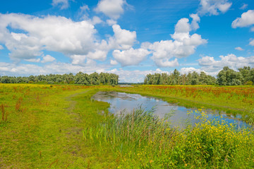 The shore of a lake in summer