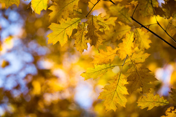 Fototapeta na wymiar leaves in autumn season